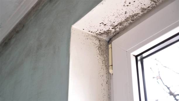 Best Industrial Mold Remediation  in West Belmar, NJ