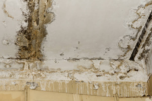 Reliable West Belmar, NJ Mold Removal Solutions
