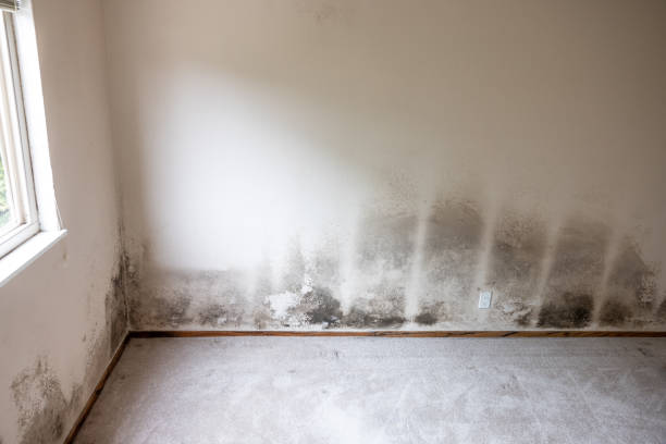 Best Black Mold Removal  in West Belmar, NJ