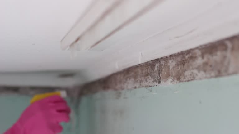 Best Attic Mold Removal  in West Belmar, NJ