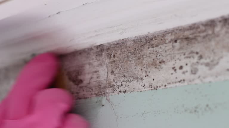 Best Crawl Space Mold Remediation  in West Belmar, NJ